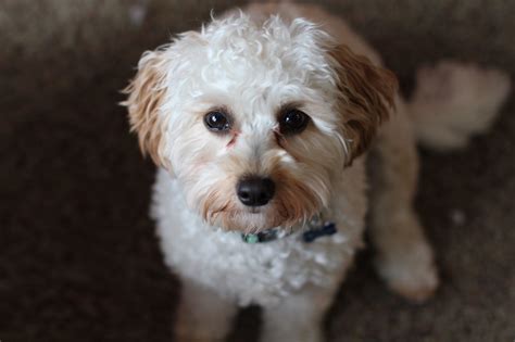 king charles cavalier spaniel poodle mix